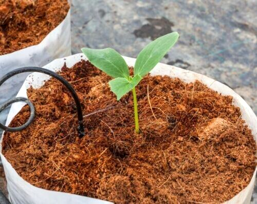 Ceylon Organic Coco Coir/Coco Peat 100% Natural Compost For Growing Natural Seed