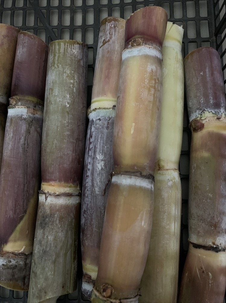 Fresh Sugarcane (5 lbs) Sugar Cane