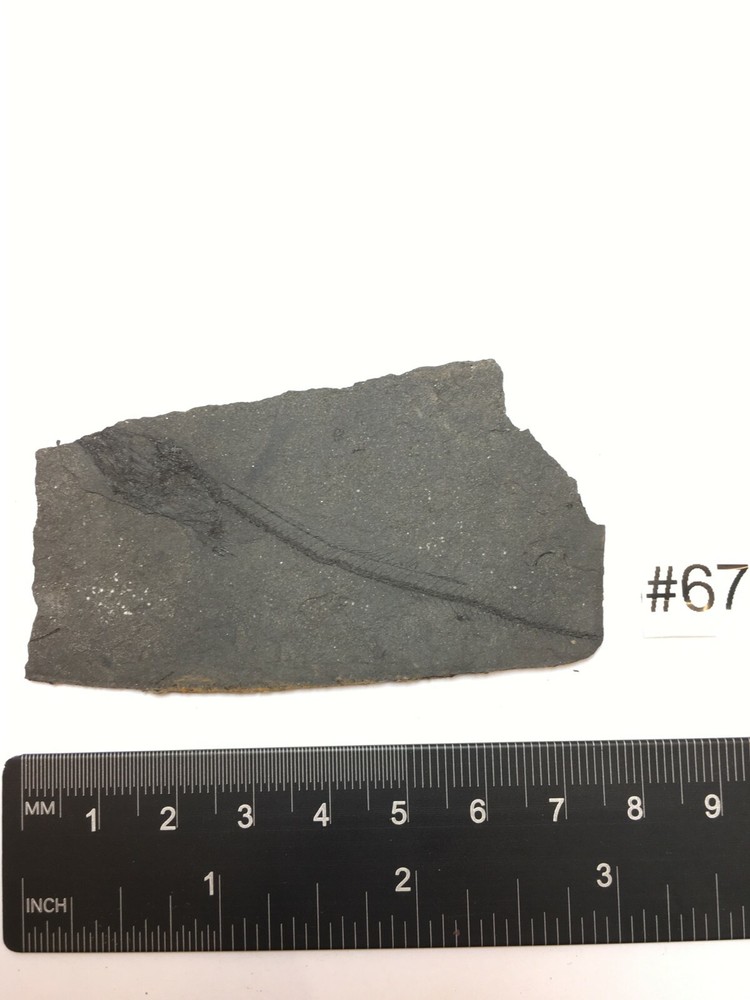 FOSSIL FISH LEPIDOPUS