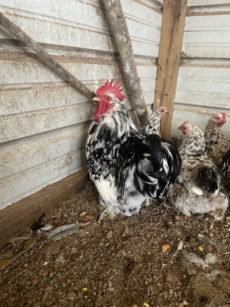 6 Eggs! Calico Cochin Bantam Eggs!