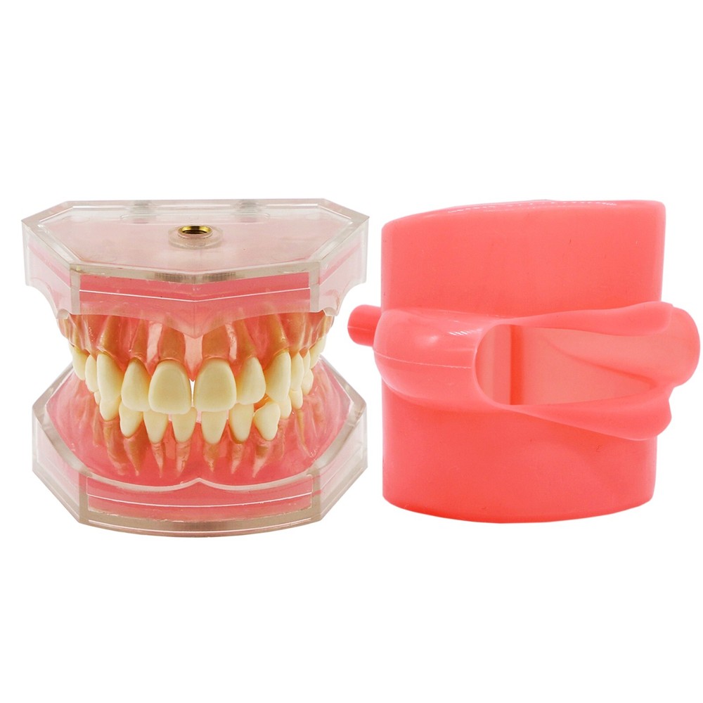Dental Typodont Practice Removable Teeth Model Soft Gum M7008 Simulation Cheek