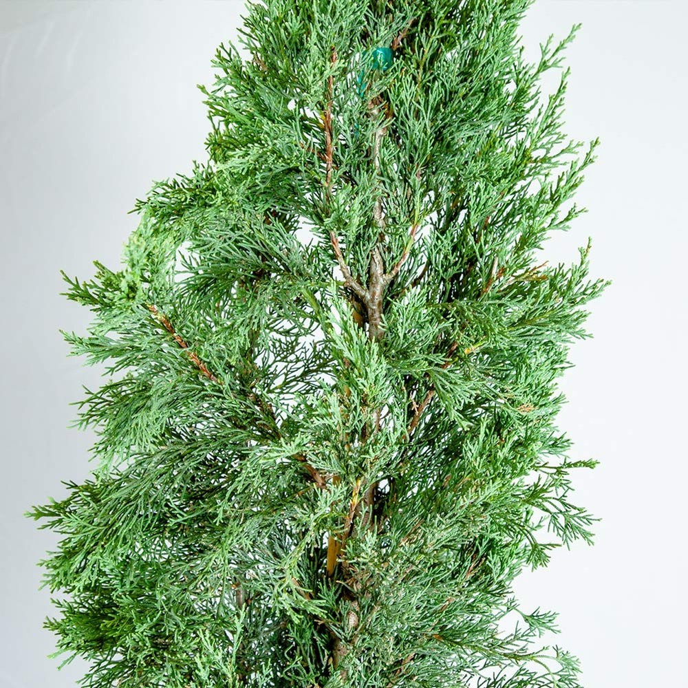Italian Cypress 3-4' 3-4'