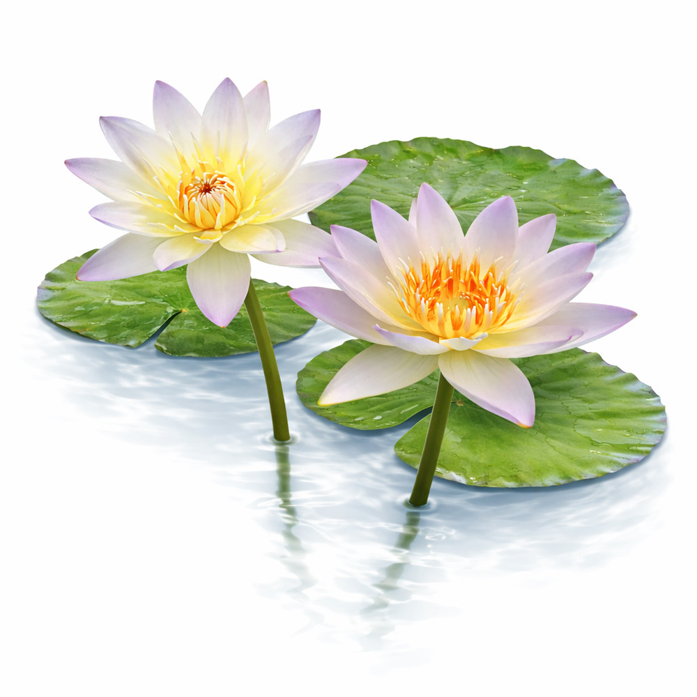 Nymphaea Moonbeam | Light Blue Tropical Water Lily