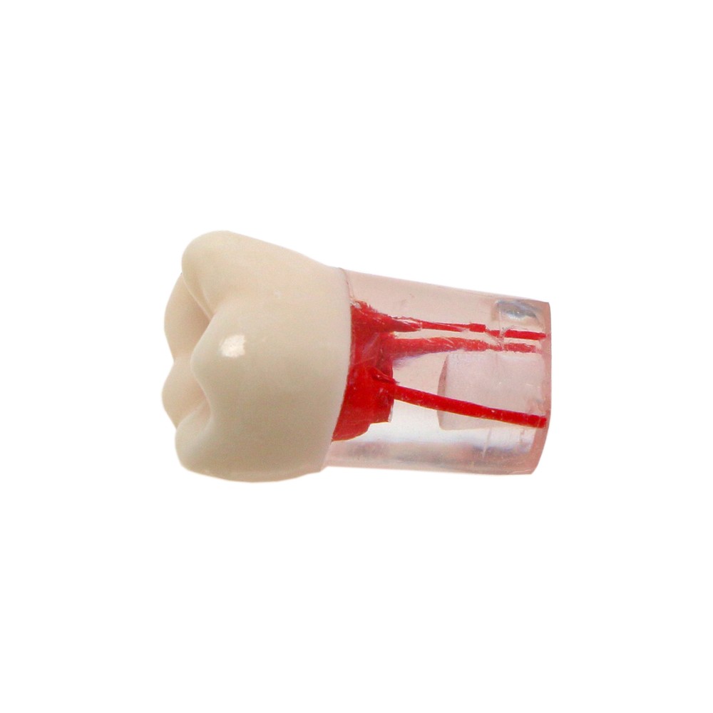 10Pcs Dental Root Teeth Canal Pulp Cavity RCT Endodontic Practice Teeth Model