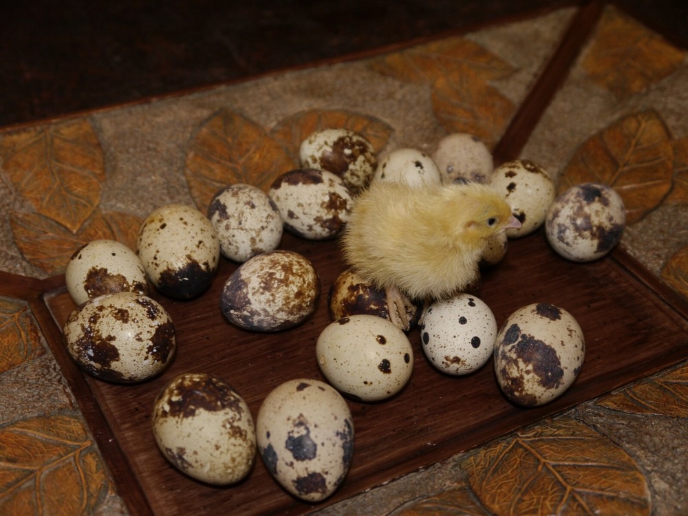 30 Jumbo white coturnix hatching eggs