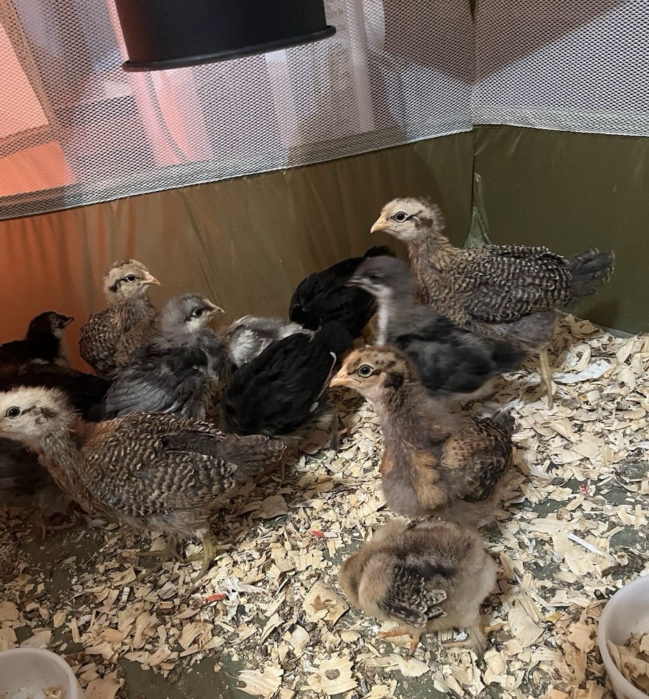 Mixed Hens Choice 12 Hatching Eggs