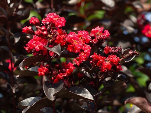 Ruby Thunderstruck Crape Myrtle Starter Lagerstroemia Rooted "STARTER" Plant