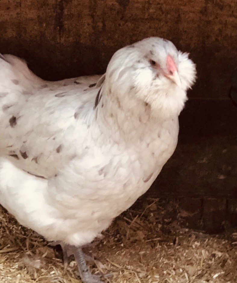 Easter Egger 12+ hatching eggs