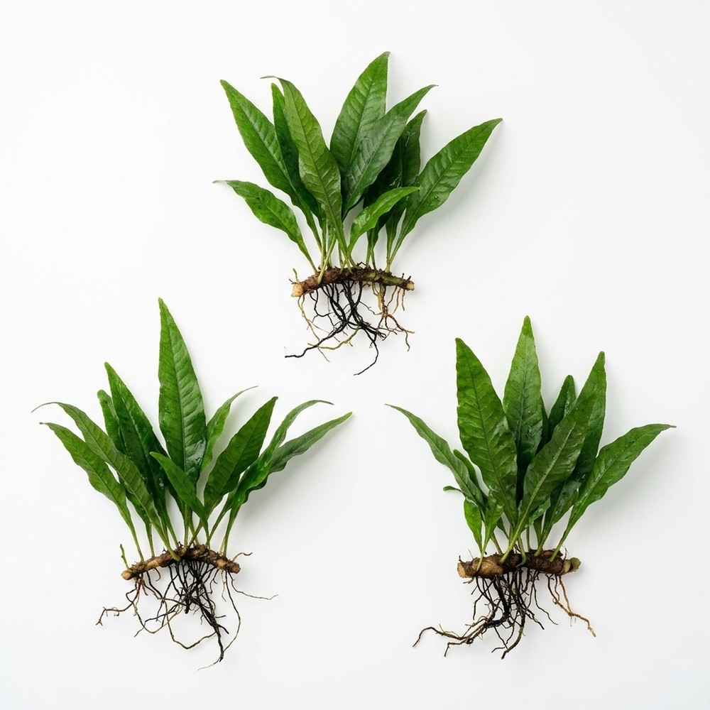 Java Fern Microsorum Pteropus 3 Pack Live Aquarium Plant Bare Root BOGO