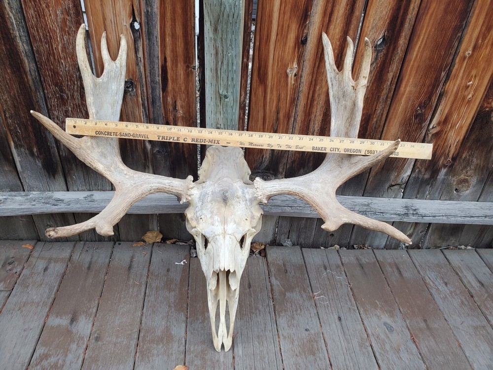Shiras Moose European Mount