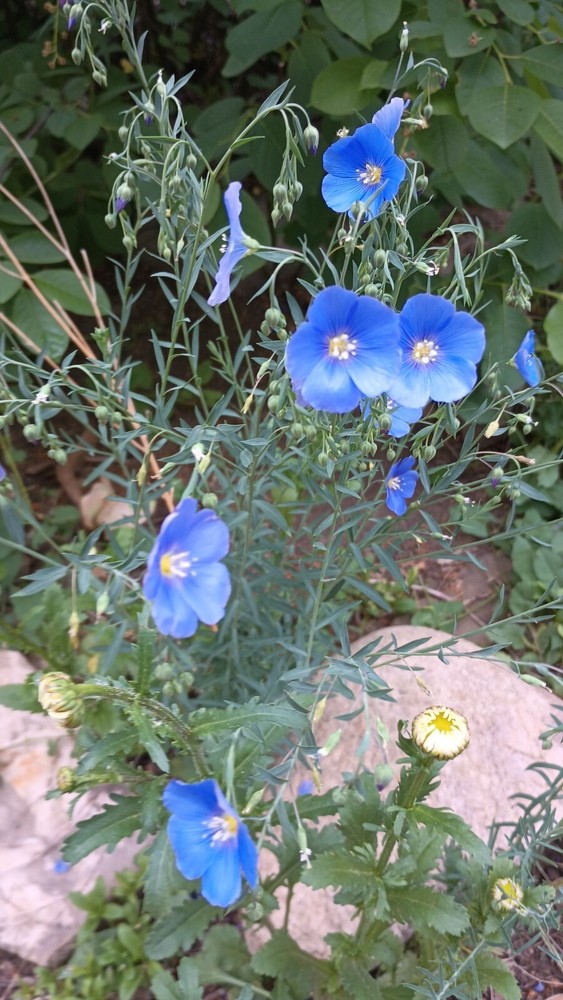 30 minute Distant Reiki Session