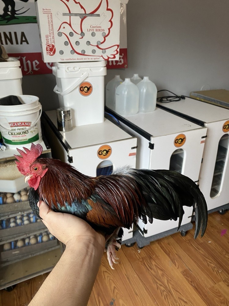 Bantam Assortment 8+ hatching eggs(Read Description)