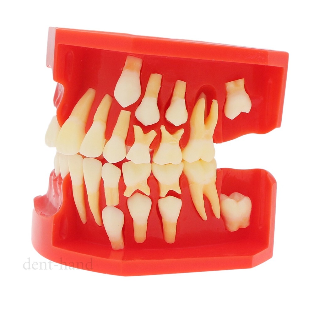 M7013 Teeth Permanent Tooth Dental Alternate Demonstration Study Teach Model