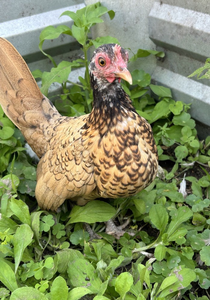 4 Kikirikis Hatching Eggs