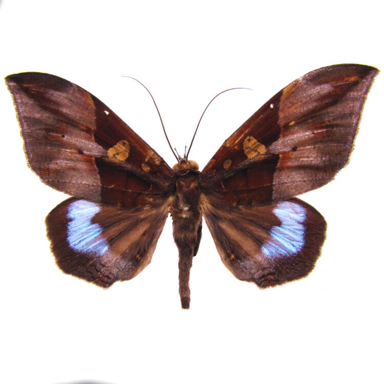 Ischyja manlia purple moth India