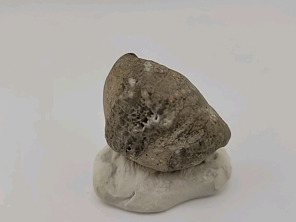 Egg Fossil Permineralized