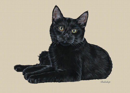 Black Cat Blank Note Cards Boxed