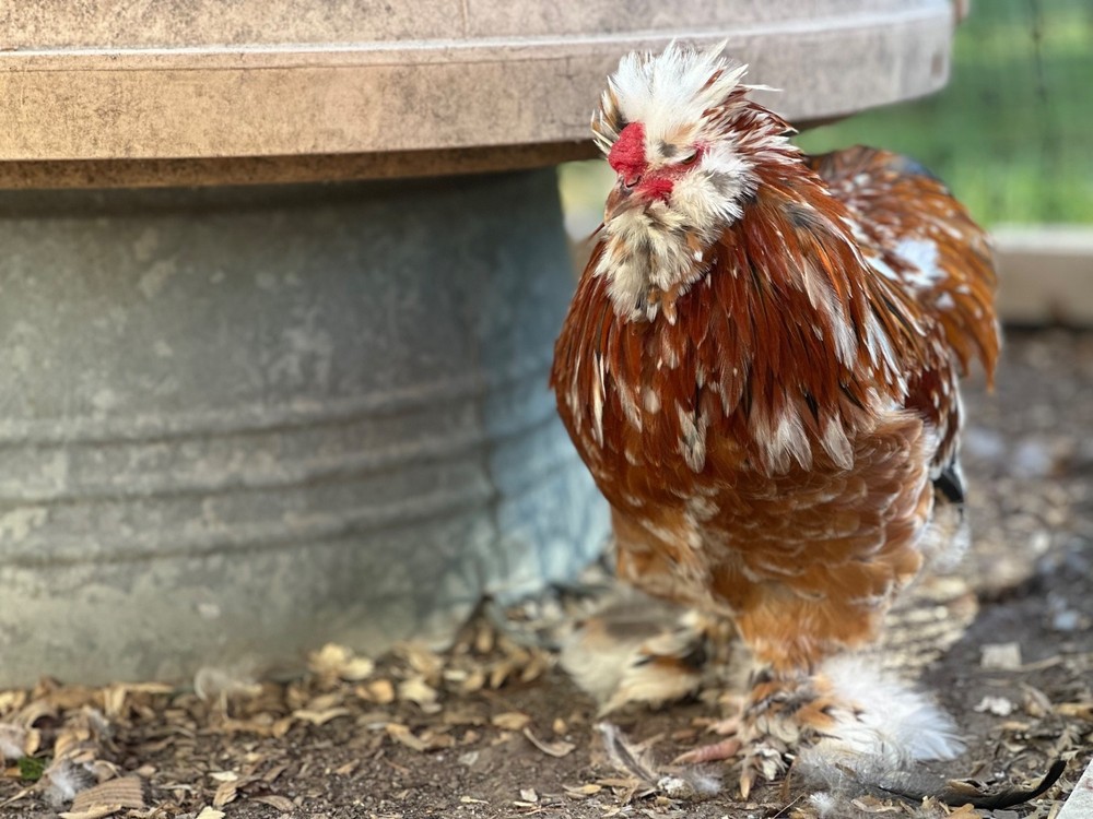 Silkie Hatching Eggs- breeder/show quality