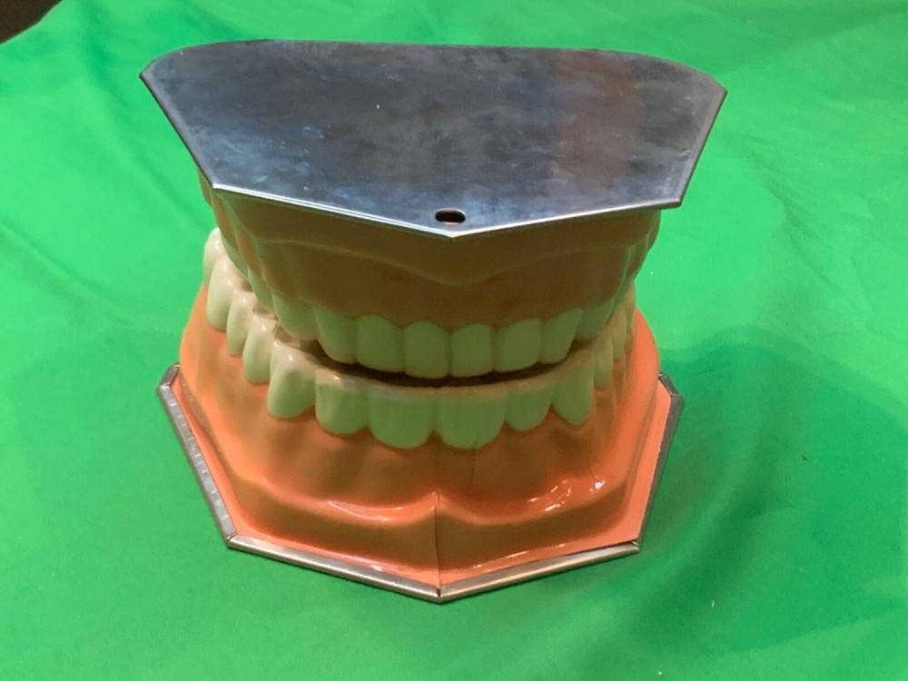 Dental model teeth