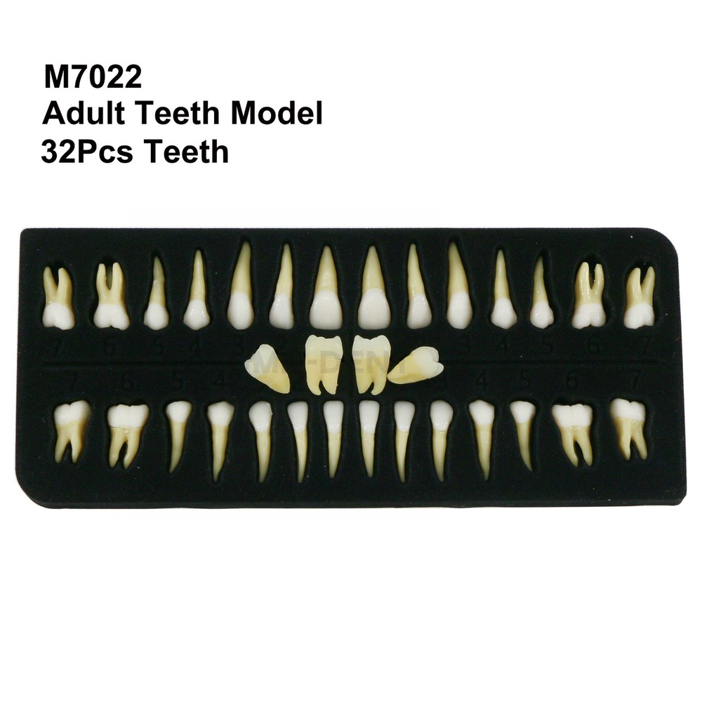 32Pcs Dental 1:1 Permanent Removable Teeth Natural Size for Teach Study Model