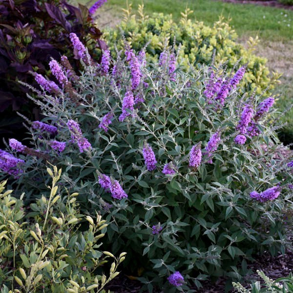 2 Buddleja Butterfly Bush Lavander/ Buddleja davidii Bare-root