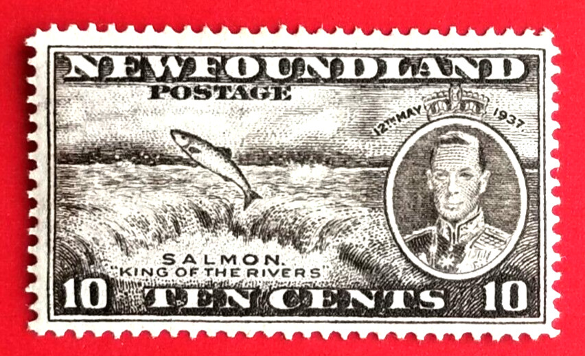 Canada Newfoundland #237 Long Coronation Issue - Salmon MLH
