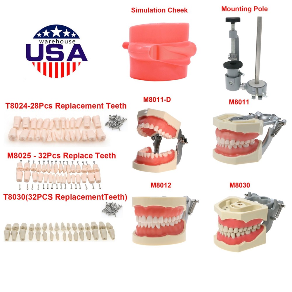 Kilgore NISSIN Typodont Models Replacement Teeth Mounting Pole Simulation Cheek