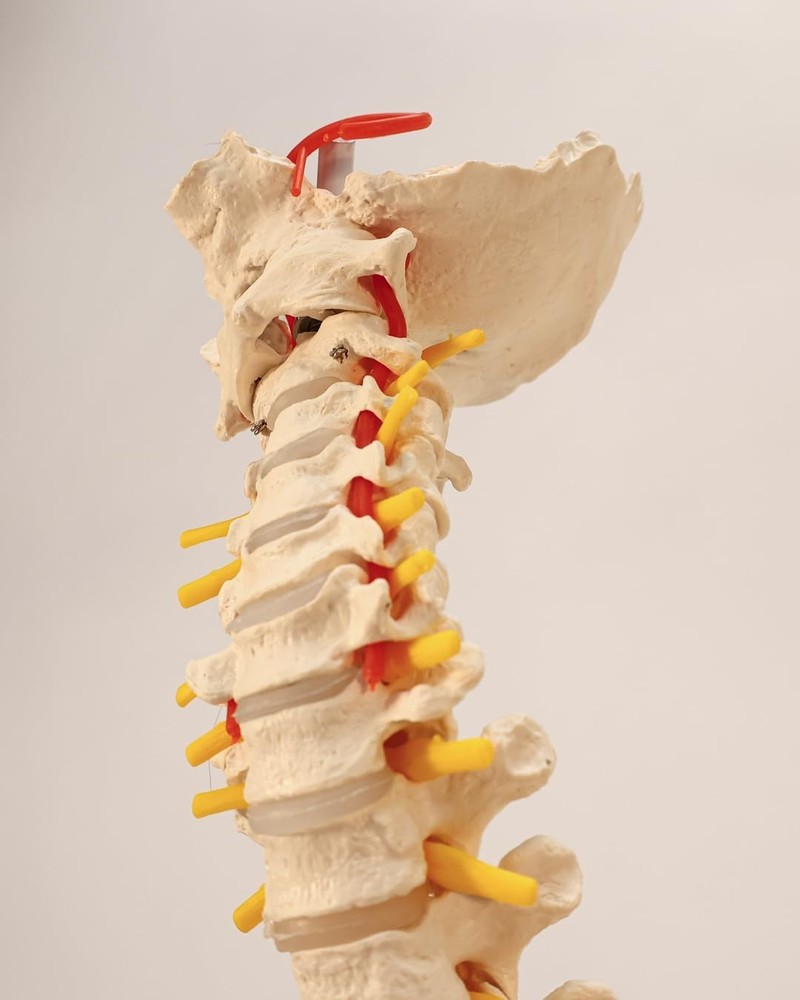 Educational Spine Model for Healthcare Students