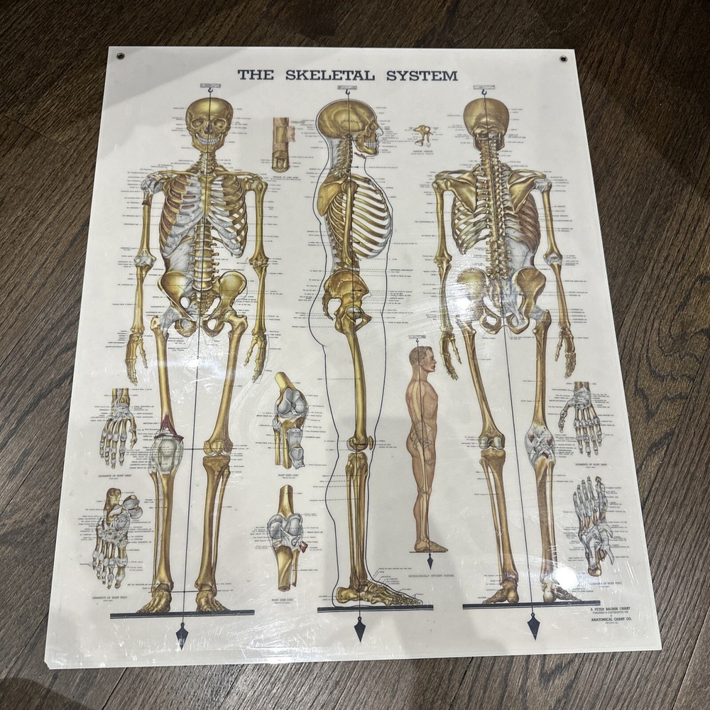The Skeletal System Peter Bachin 1947 Original Vintage
