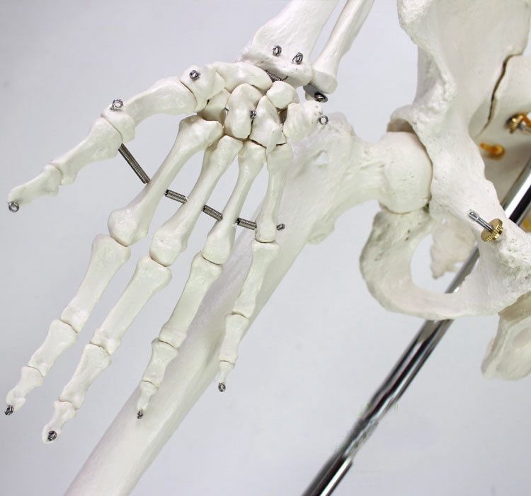 Education Model Anatomical Human Skeleton Nurse Training Display Teaching