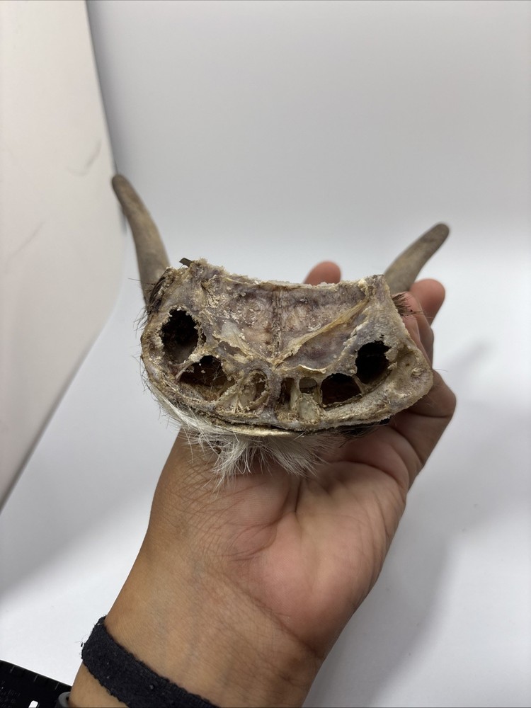 Real Brown Goat Horn: Small