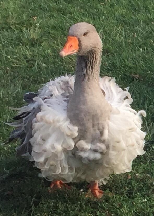 1 SEBASTOPOL Mixed Color including White & Saddleback Fully Curly HATCH EGGS