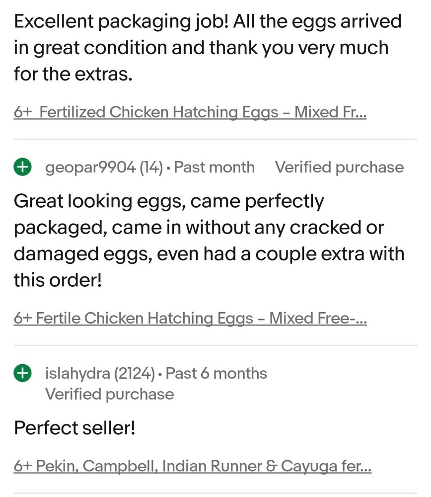 6+ Eggs Indian Runner & Campbell fertilized duck eggs