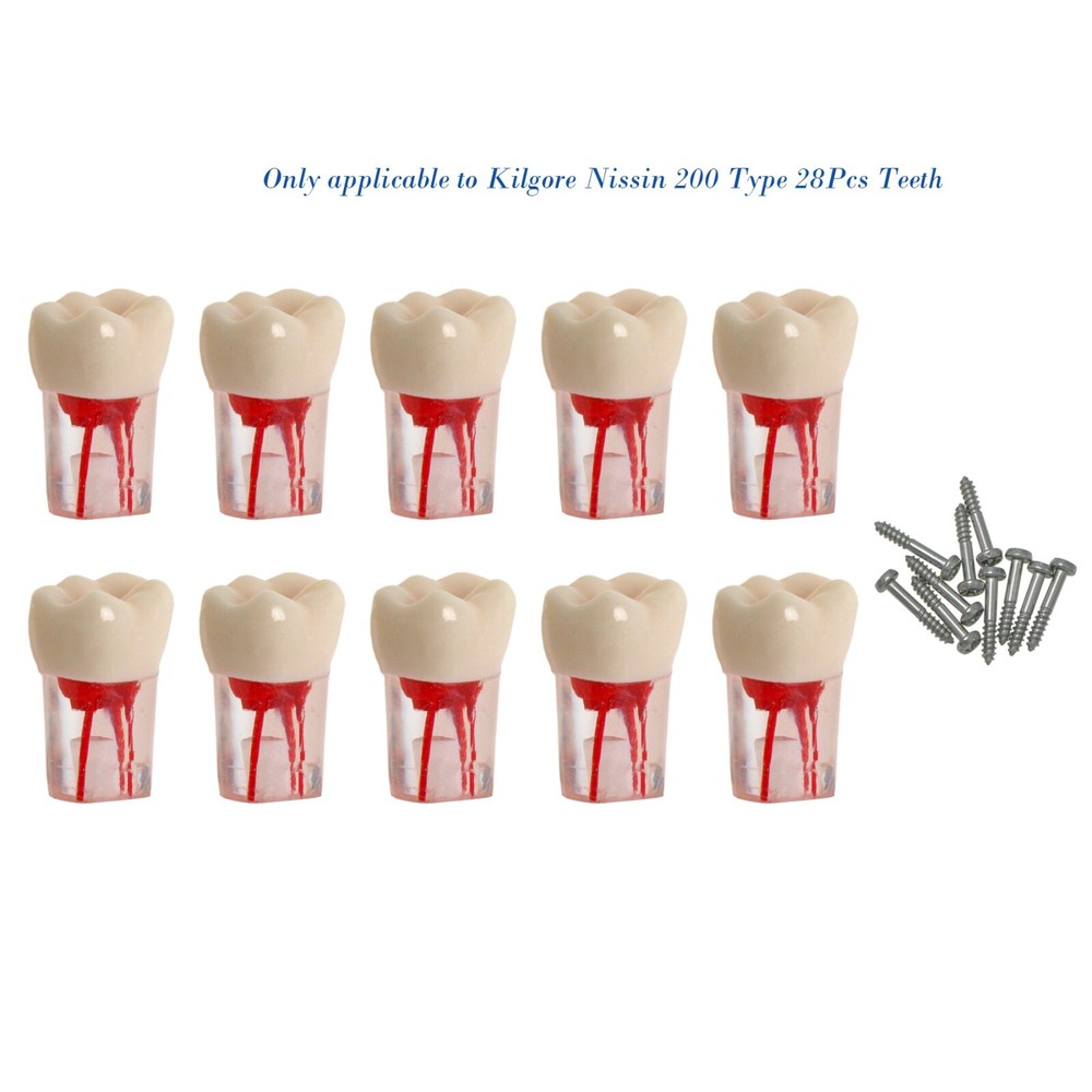 Dental 28Pcs Teeth Kilgore Nissin 200,Caries Root Canal Practice Replace Teeth