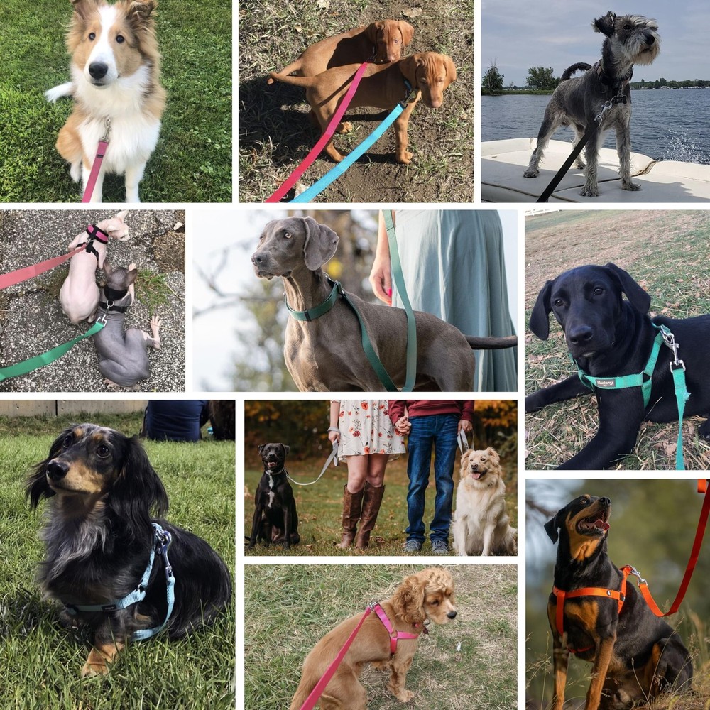 Essentials Durable Classic Dog Leash | Basic Nylon| 4ft. x 1" Large | Pastel ...