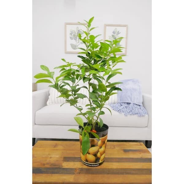 1 Gal. Improved Meyer Lemon Tree - Live Tropical, 1-Pack