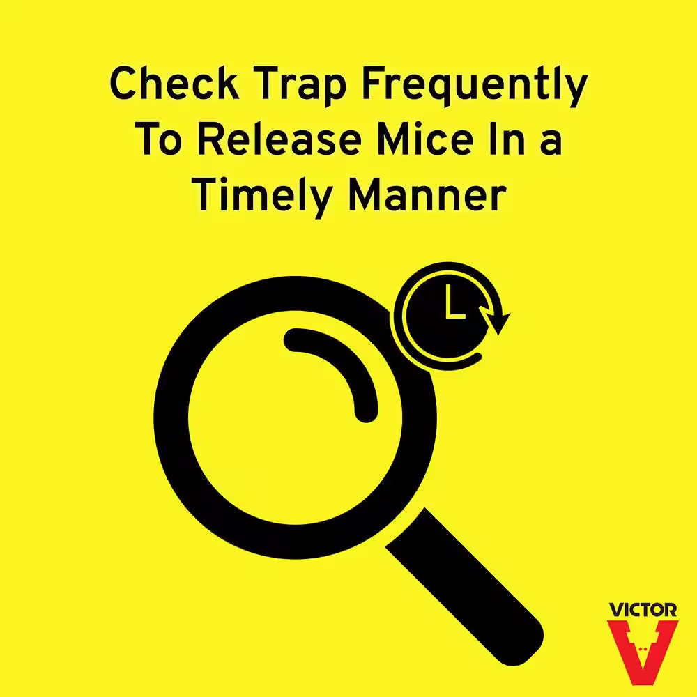 Tin Cat Mouse Trap with See Thru Lid (12-Pack)