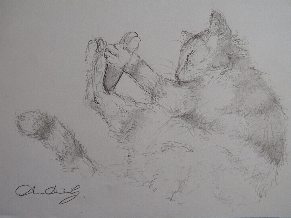 Pencil drawing cat curled sleeping