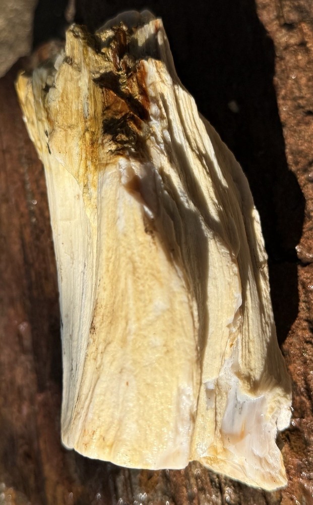 Washington Opalized Petrified Wood Limb Section
