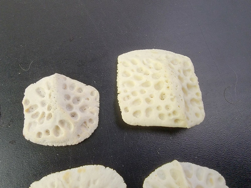 Gator ALLIGATOR BACK SCUTE bone bones BONY skutes croc weird OSTEODERMS CLEAN