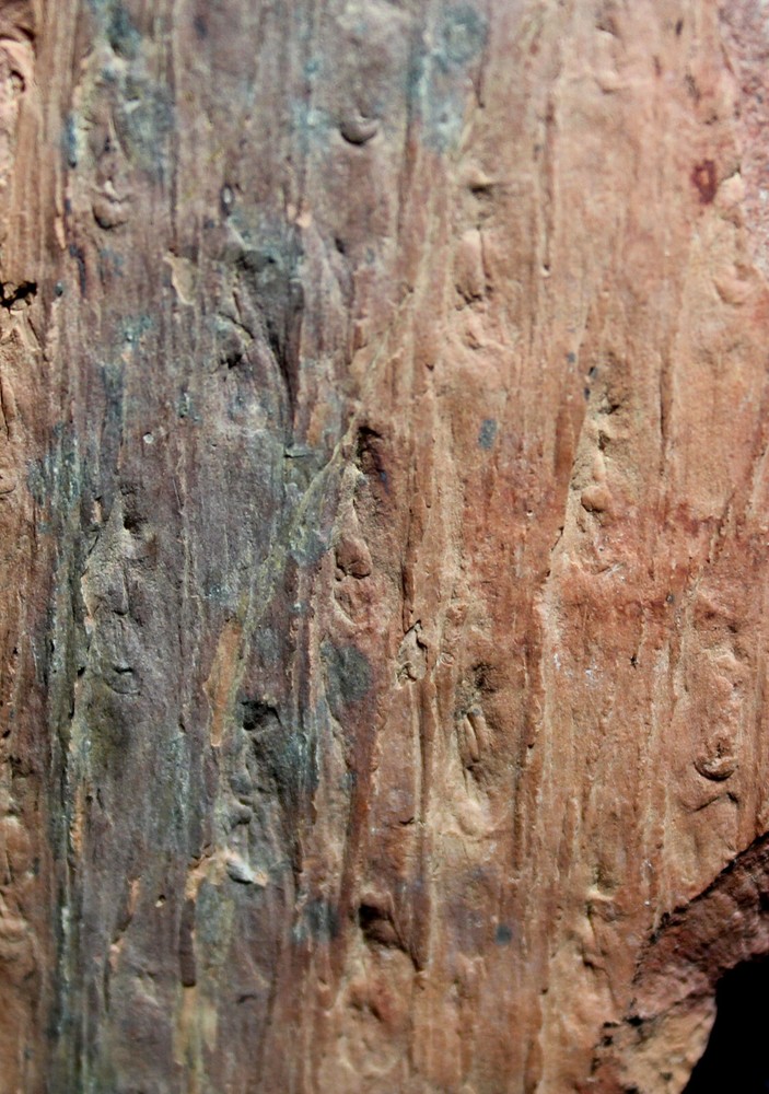 Lepidodendron rimosum - Excellent, rare Carboniferous bark