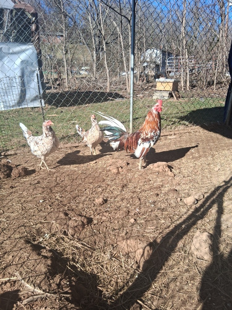 6 +Spangled Hatch Pure Hatching Eggs