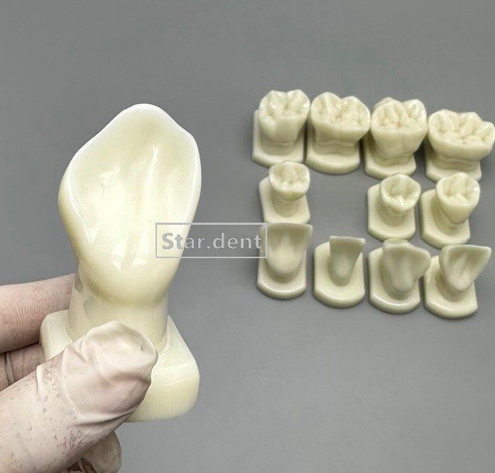 Dentist Teeth Form anotomical Models Dental Students Tooth Structure Comparison