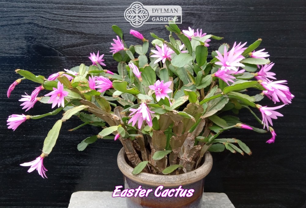 Easter Cactus (Rhipsalidopsis x graeseri) Whitsun Cactus - Multiple Sizes