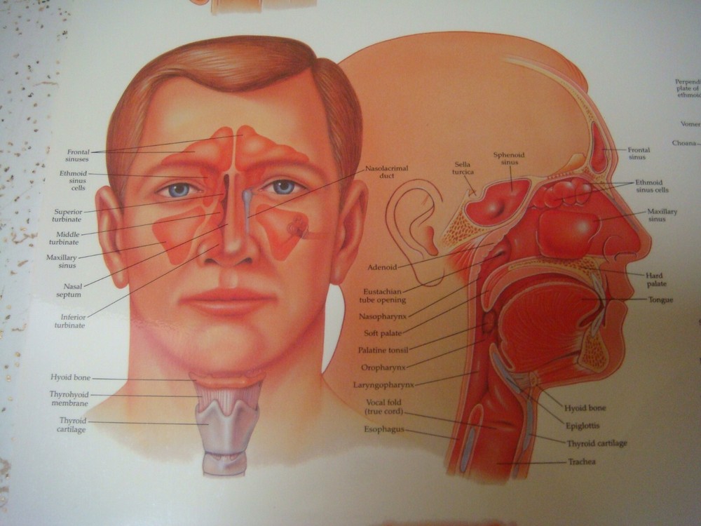 Laminated anatomical charts / posters