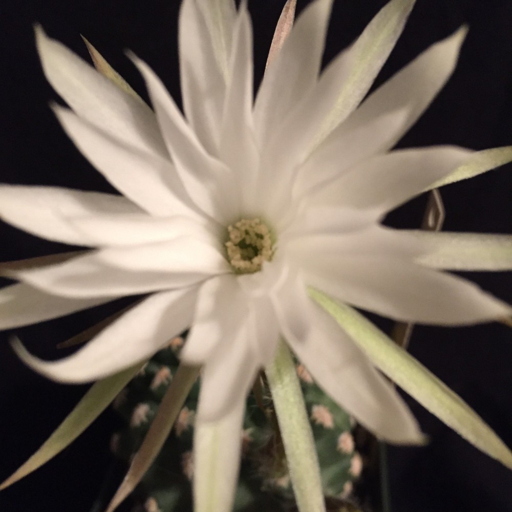 Pygmaeocereus bieblii, cactus plant