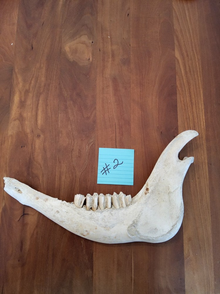 Moose Jaw bone 50 Years Old