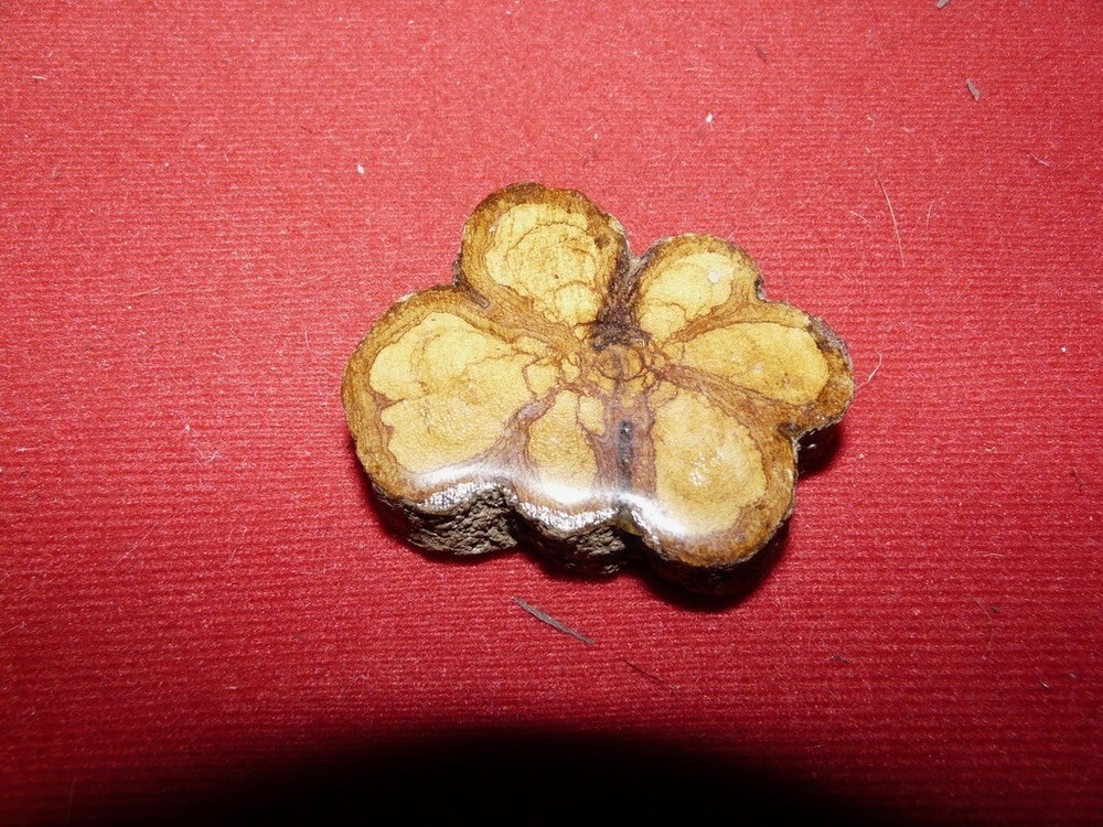 PERU AMAZON AYAHUASCA VINE SMALL CARVING CROSS SECTION