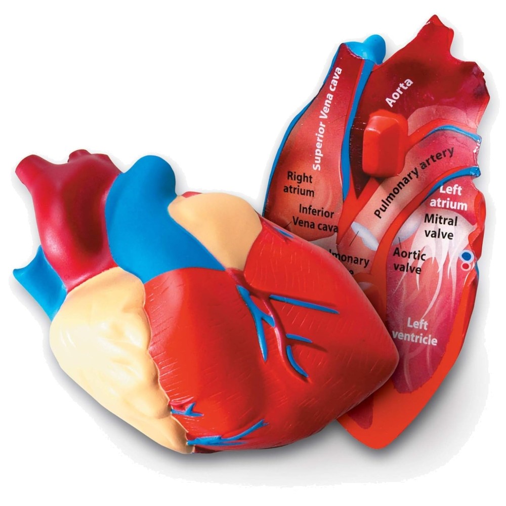 STEM Learning Aid - Cross-Section Heart Model, Lightweight