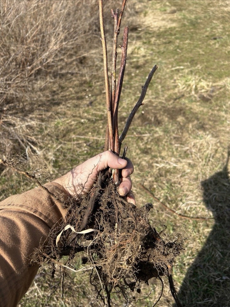 5 Raspberry Caroline Bare Root Plants